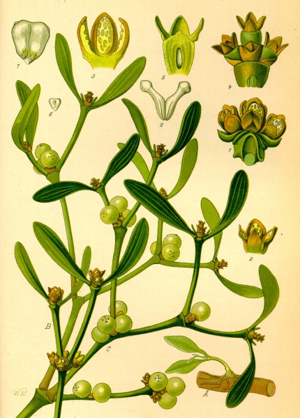 Pflanzenbild gross Mistel - Viscum album