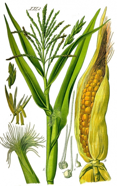 Pflanzenbild gross Mais - Zea mays