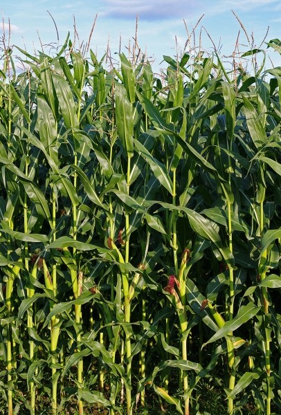 Pflanzenbild gross Mais - Zea mays