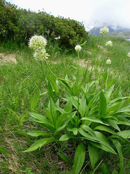 Pflanzenbild gross Allermannsharnisch - Allium victorialis
