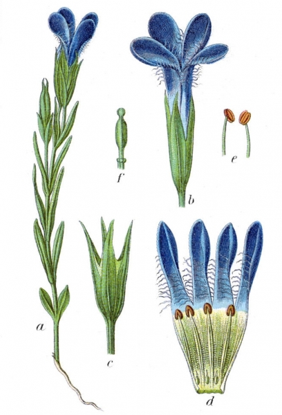 Pflanzenbild gross Gefranster Enzian - Gentiana ciliata
