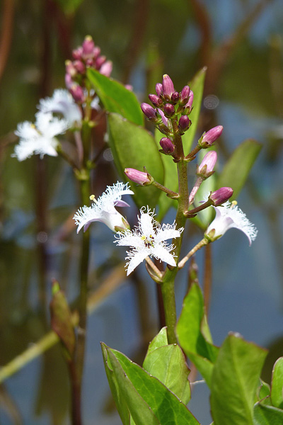 Pflanzenbild gross Fieberklee - Menyanthes trifoliata