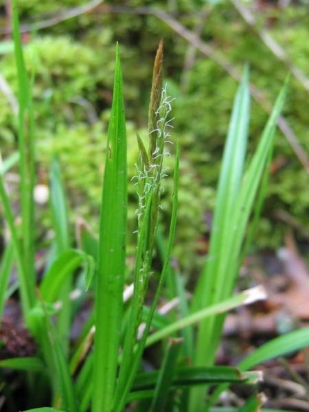 Pflanzenbild gross Wald-Segge - Carex sylvatica