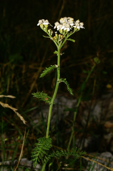 Pflanzenbild gross Gewöhnliche Wiesen-Schafgarbe - Achillea millefolium