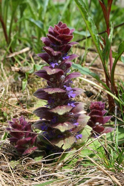 Pflanzenbild gross Pyramiden-Günsel - Ajuga pyramidalis