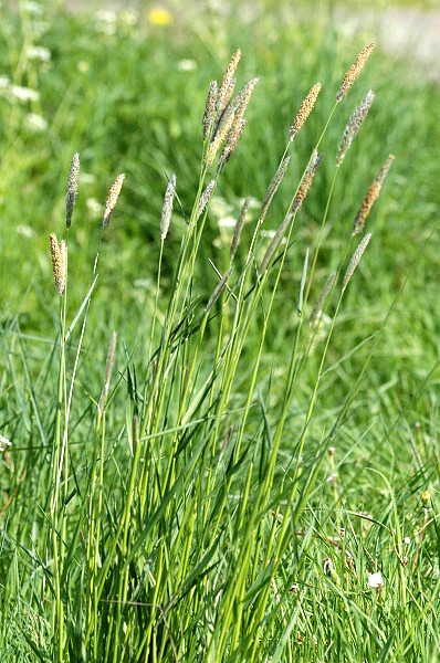Pflanzenbild gross Wiesen-Fuchsschwanz - Alopecurus pratensis