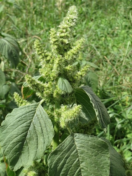 Pflanzenbild gross Zurückgekrümmter Amarant - Amaranthus retroflexus
