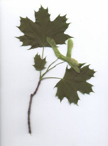 Pflanzenbild gross Spitz-Ahorn - Acer platanoides