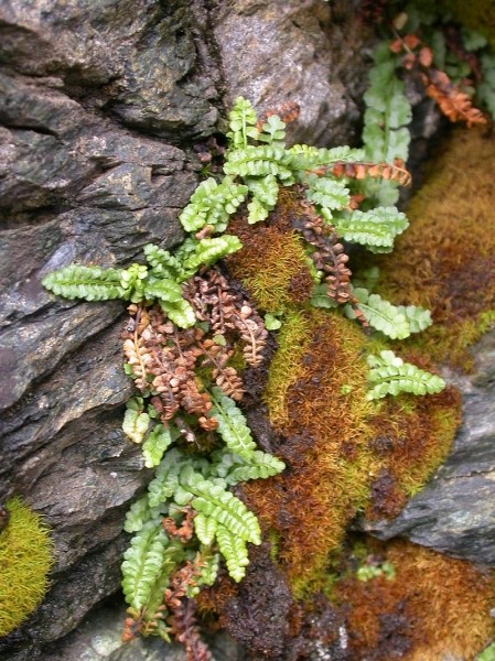 Pflanzenbild gross Grünstieliger Streifenfarn - Asplenium viride