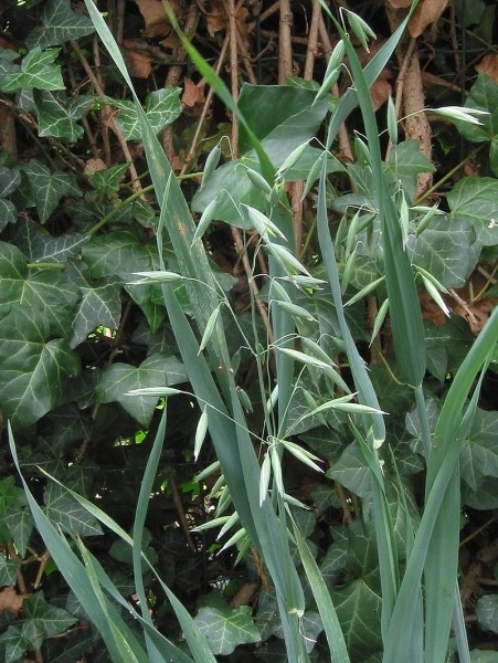 Pflanzenbild gross Saat-Hafer - Avena sativa