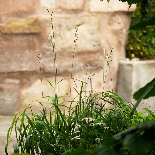 Pflanzenbild gross Fieder-Zwenke - Brachypodium pinnatum aggr.