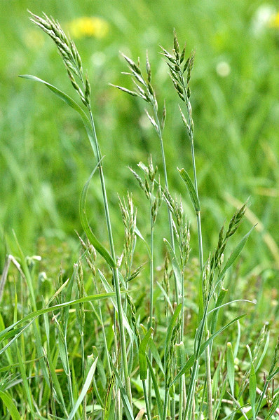 Pflanzenbild gross Gersten-Trespe - Bromus hordeaceus