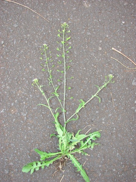 Pflanzenbild gross Gemeines Hirtentäschel - Capsella bursa-pastoris