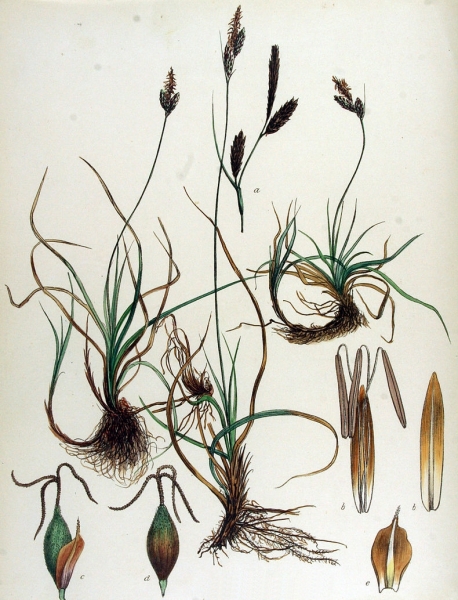 Pflanzenbild gross Frühlings-Segge - Carex caryophyllea