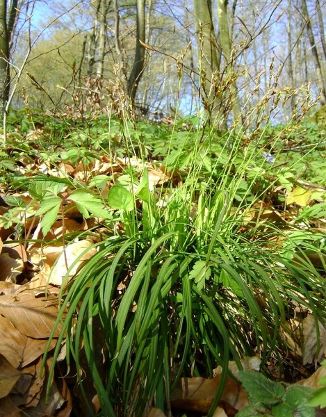 Pflanzenbild gross Finger-Segge - Carex digitata