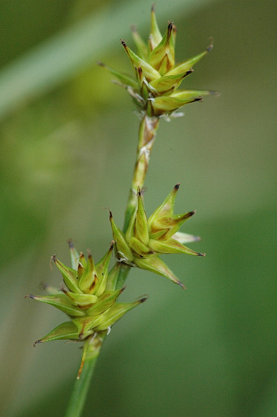 Pflanzenbild gross Igelfrüchtige Segge - Carex echinata