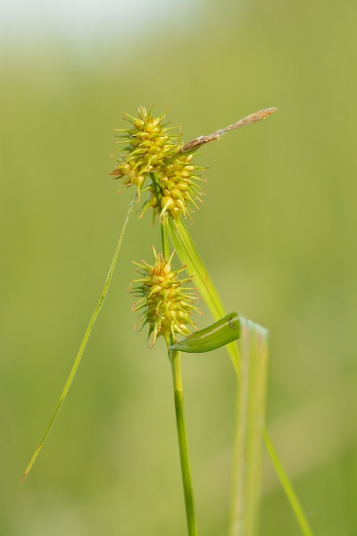 Pflanzenbild gross Gewöhnliche Gelbe Segge - Carex flava