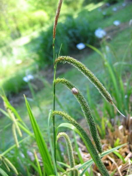 Pflanzenbild gross Hänge-Segge - Carex pendula