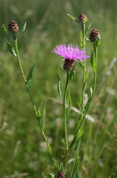 Pflanzenbild gross Wiesen-Flockenblume - Centaurea jacea