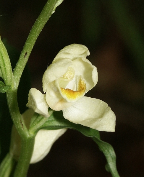 Pflanzenbild gross Weisses Waldvögelein - Cephalanthera damasonium