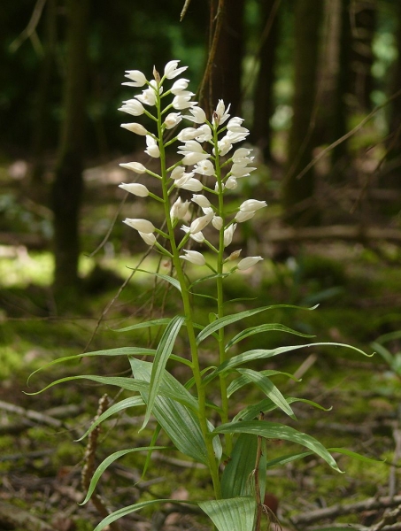 Pflanzenbild gross Langblättriges Waldvögelein - Cephalanthera longifolia