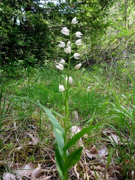Pflanzenbild gross Langblättriges Waldvögelein - Cephalanthera longifolia