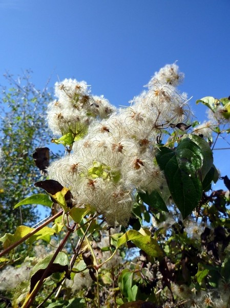 Pflanzenbild gross Gemeine Waldrebe - Clematis vitalba