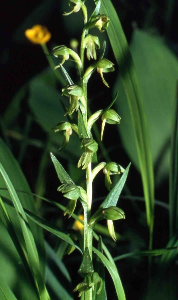 Pflanzenbild gross Grüne Hohlzunge - Coeloglossum viride