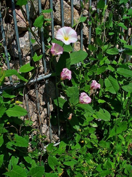 Pflanzenbild gross Acker-Winde - Convolvulus arvensis