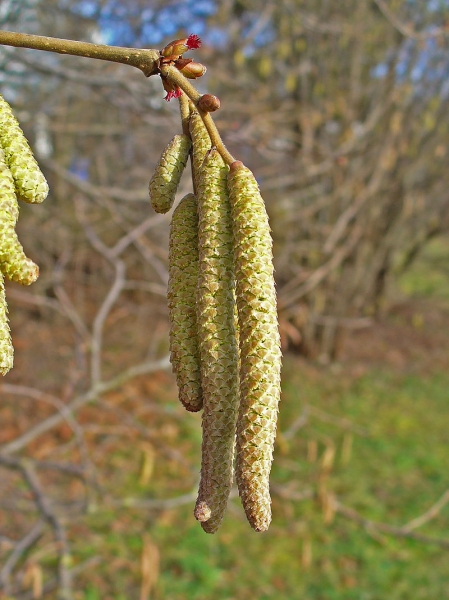 Pflanzenbild gross Haselstrauch - Corylus avellana