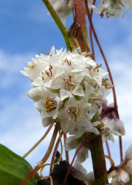 Pflanzenbild gross Quendel-Seide - Cuscuta epithymum