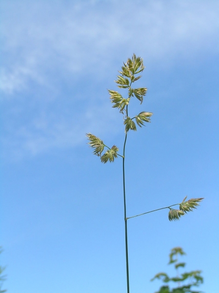 Pflanzenbild gross Wiesen-Knäuelgras - Dactylis glomerata