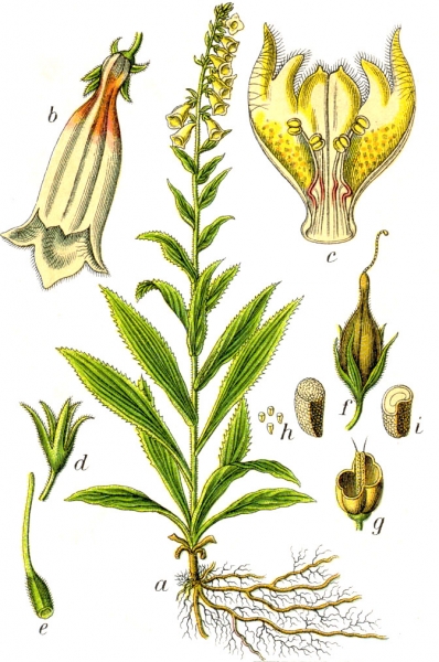 Pflanzenbild gross Grossblütiger Fingerhut - Digitalis grandiflora