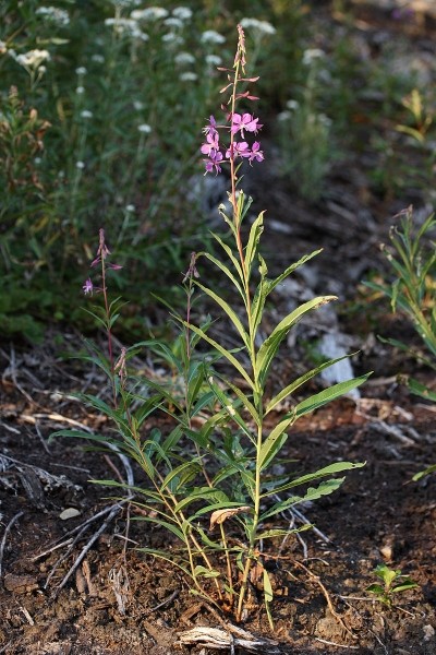 Pflanzenbild gross Wald-Weidenröschen - Epilobium angustifolium