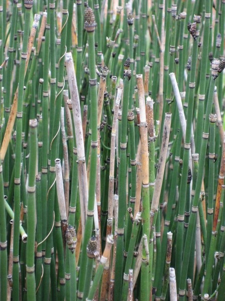 Pflanzenbild gross Winter-Schachtelhalm - Equisetum hyemale