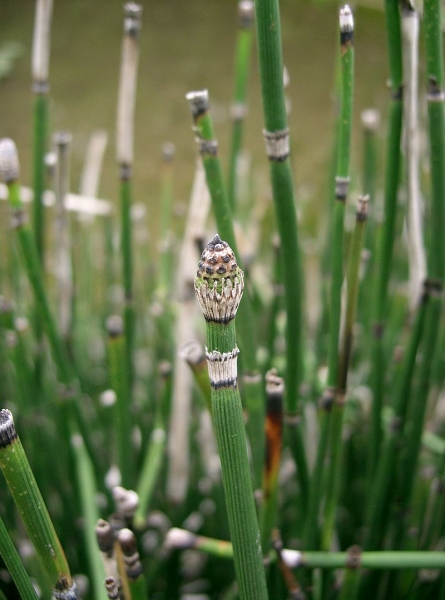 Pflanzenbild gross Winter-Schachtelhalm - Equisetum hyemale