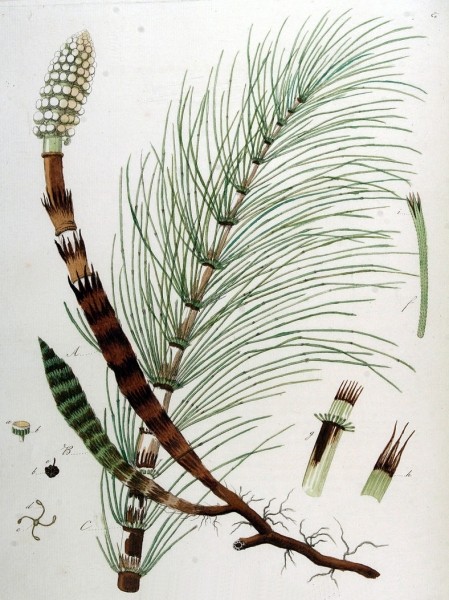 Pflanzenbild gross Riesen-Schachtelhalm - Equisetum telmateia