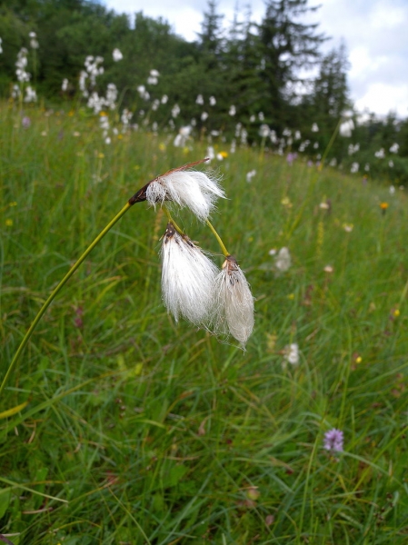 Pflanzenbild gross Breitblättriges Wollgras - Eriophorum latifolium