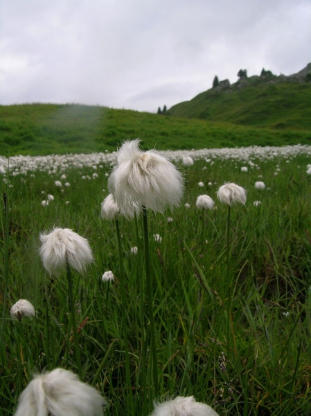 Pflanzenbild gross Scheuchzers Wollgras - Eriophorum scheuchzeri
