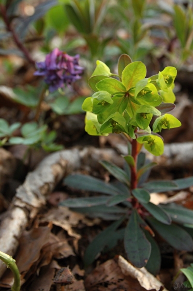Pflanzenbild gross Mandelblättrige Wolfsmilch - Euphorbia amygdaloides