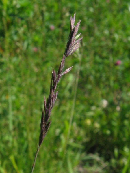 Pflanzenbild gross Rot-Schwingel - Festuca rubra