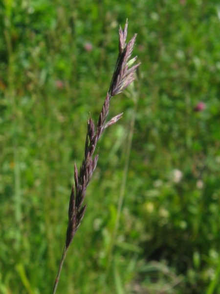 Pflanzenbild gross Rot-Schwingel - Festuca rubra
