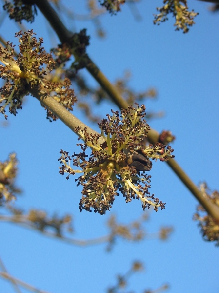 Pflanzenbild gross Gemeine Esche - Fraxinus excelsior