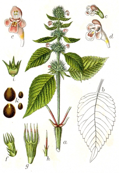 Pflanzenbild gross Stechender Hohlzahn - Galeopsis tetrahit