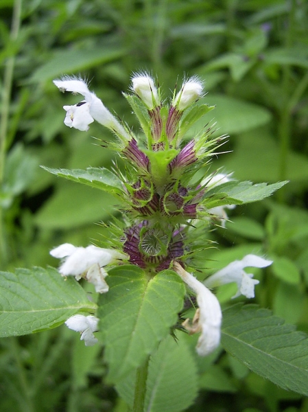 Pflanzenbild gross Stechender Hohlzahn - Galeopsis tetrahit