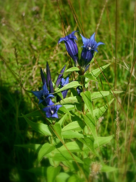 Pflanzenbild gross Schwalbenwurz-Enzian - Gentiana asclepiadea