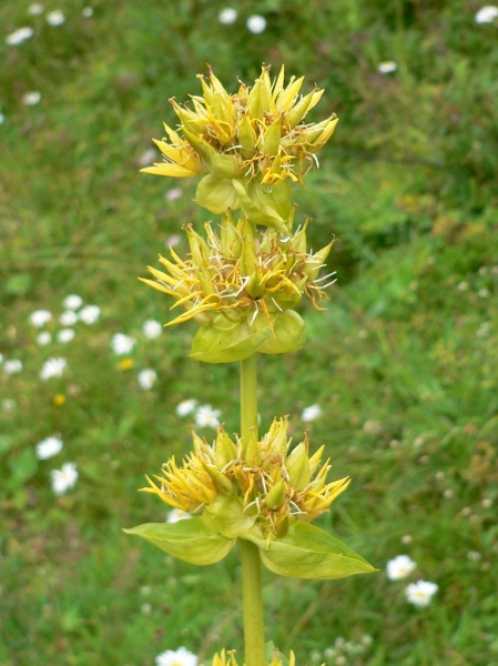 Pflanzenbild gross Gelber Enzian - Gentiana lutea