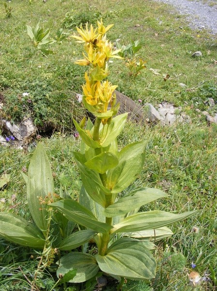 Pflanzenbild gross Gelber Enzian - Gentiana lutea