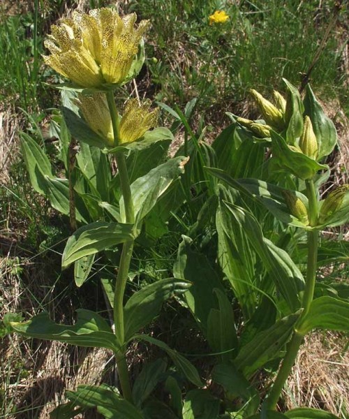 Pflanzenbild gross Getüpfelter Enzian - Gentiana punctata