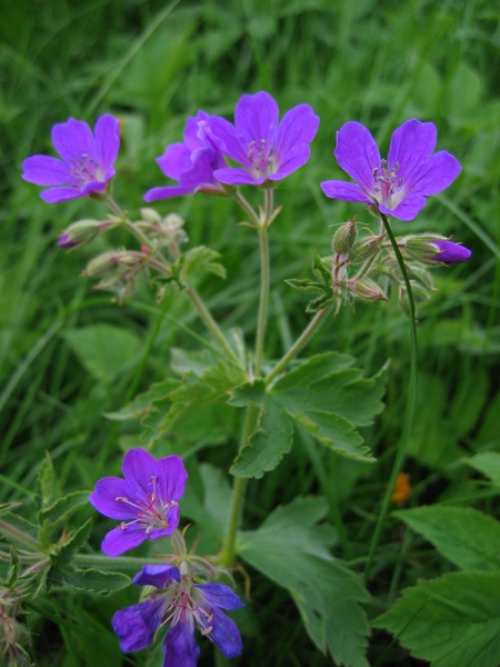 Pflanzenbild gross Wald-Storchschnabel - Geranium sylvaticum